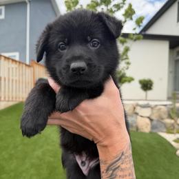 Teal Male - Black male German Shepherd puppy in Saratoga Springs, Utah from Vom Stille Teufelshunde Kennels