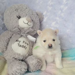 AKC - Spice Girl - Cream female Pomeranian puppy in Bolivia, North Carolina from Red Wagon Pomeranians