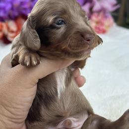 Reef - Dapple male Dachshund puppy in Lakeland, Florida from Elite Doxies Florida
