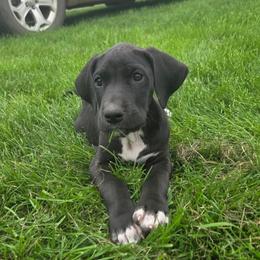 Lucky - Black female Great Dane puppy in Arpin, Wisconsin from Arpin Great Danes