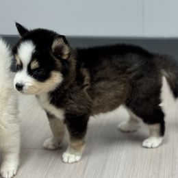 Gambit - Wolf sable male Pomsky puppy in Gunter, Texas from The Painted Pomsky