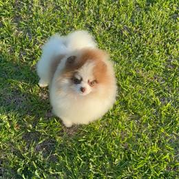 Burbon - Chocolate parti male Pomeranian puppy in Ector, Texas from BB Pomeranians