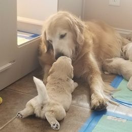 French Bulldog, Goldendoodle, and Golden Retriever Puppies from Crystal Coast Kennels, LLC