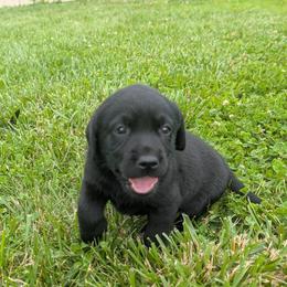 Iris - Black female Labrador Retriever puppy in Garnett, Kansas from Timberland Creek Labradors