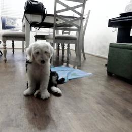 Old English Sheepdog Puppies from Gabriela Moreno's Old English Sheepdogs