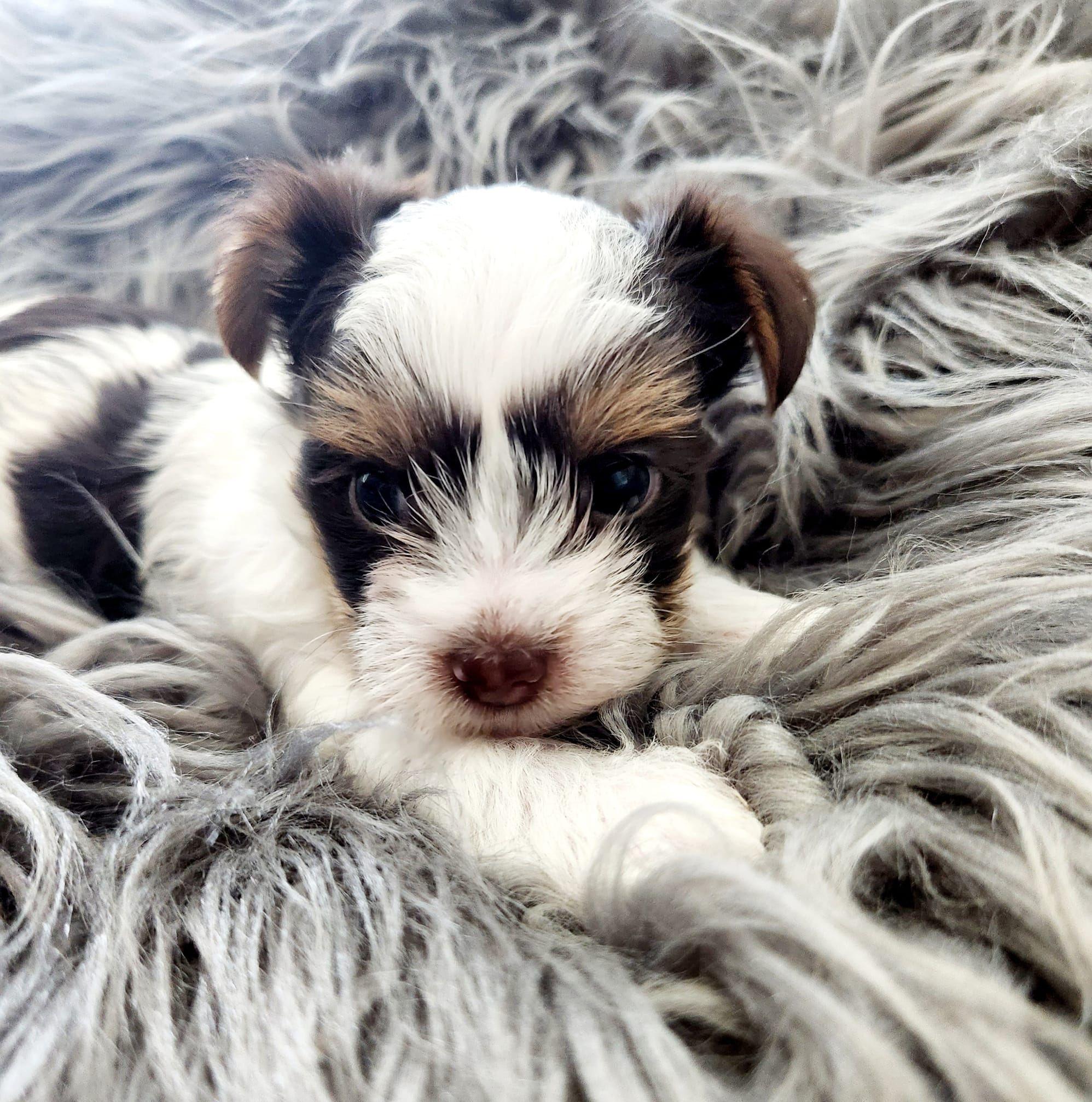 Nice Terriers Precious Paws Exquisite Yorkies of Houston in Texas | Yorkshire Terrier ...