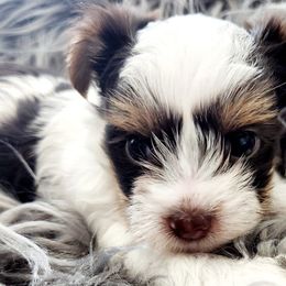 Yorkshire Terriers from Precious Paws Exquisite Yorkies of Houston