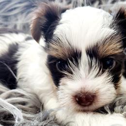 Yorkshire Terriers from Precious Paws Exquisite Yorkies of Houston