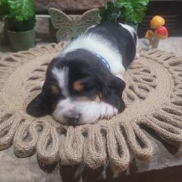 Blue Collar - Black brown and white male Basset Hound puppy in Lumberton, Mississippi from Freeman's Floppy Eared Bassets