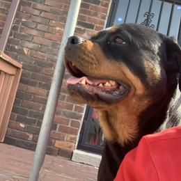 Rottweiler Puppies from Rottweiler Land