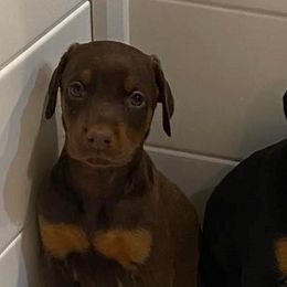 Doberman Pinschers from The Dober Den