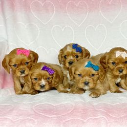 Cavalier King Charles Spaniel and Cavapoo Puppies from Red Skye Cavaliers and Cavapoos