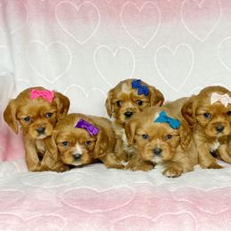 Cavalier King Charles Spaniel and Cavapoo Puppies from Red Skye Cavaliers and Cavapoos