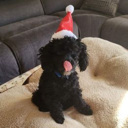 Poodles from Má Belle Petité Poodle Puppies