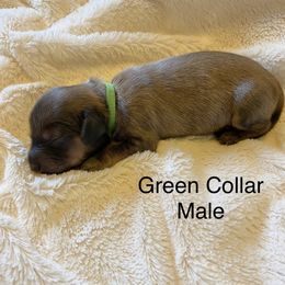 Male 1 - Cream male Dachshund puppy in Fostoria, Michigan from Jensen Dobermans and Dachshunds