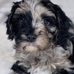 Bernese Mountain Dogs and Cavapoos from Evergreen Berners