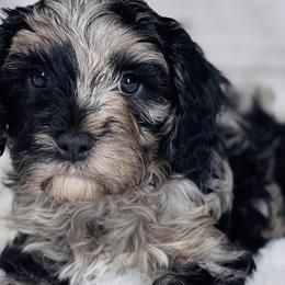 Bernese Mountain Dogs and Cavapoos from Evergreen Berners