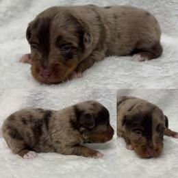 Red Merle male 2 - Red merle male Toy Australian Shepherd puppy in Brooker, Florida from Honey, I Shrunk the Aussies