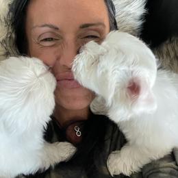 Maltese and Poodle Puppies from Poodle Perfection