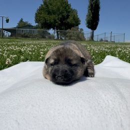 Girl 2 - female German Shepherd puppy in Klamath Falls, Oregon from Von Merkley German Shepherds