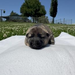 Girl 2 - female German Shepherd puppy in Klamath Falls, Oregon from Von Merkley German Shepherds