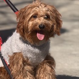 French Bulldogs, Goldendoodles, and Golden Retrievers from SoCalFamilyFrenchies, Doodles and more