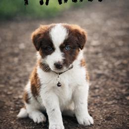 Manny - Red male Border Collie puppy in Sanger, California from Flying M Cactus Ranch Buddies