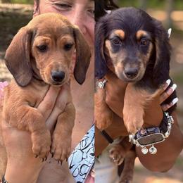 Dachshund Puppies from Gypsee Dreams Doxies