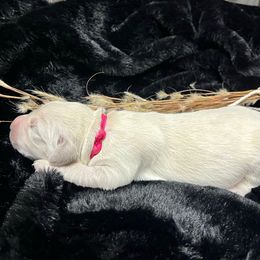 Anja - Light golden female Golden Retriever puppy in Adair, Oklahoma from Rejoice Retrievers