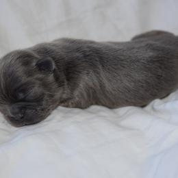 Storm - Blue female Shih Tzu puppy in Porterville, California from Moore Shih Tzus
