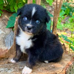 Black widow - Black tri female Toy Australian Shepherd puppy in Blacksburg, South Carolina from Rustic Rose Toy Australian Shepherds