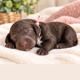 Brownie - Chocolate female Goldendoodle puppy in Surprise, Arizona from Gentle Paw Poodles and Doodles