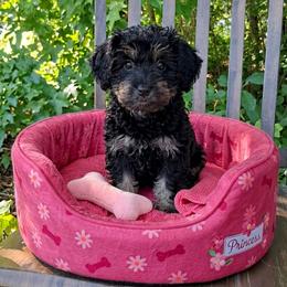 Chloe - Black and tan female Companion Cross puppy in Macon, Georgia from Shipoo Lane