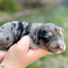 Maeve - Merle female Sheepadoodle puppy in Paducah, Ky, Kentucky from Sarah Pearl’s Mini Sheepadoodles