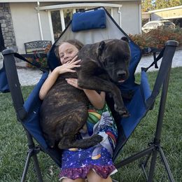 Navy collar - Black brindle male Cane Corso puppy in Morgan Hill, California from Corso Empire