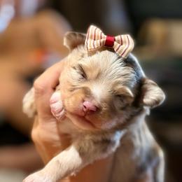 Faye - Red merle female Toy Australian Shepherd puppy in Brashear, Texas from Double R farms