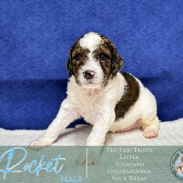 Rocket - Phantom male Goldendoodle puppy in Paxville, South Carolina from Pack Street Pups