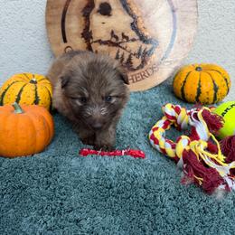 Red Collar Female - Sable female German Shepherd puppy in Columbus, Mississippi from Olde Wolfe German Shepherds