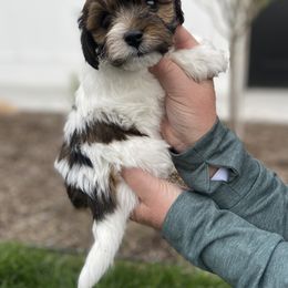 Havanese and Havapoo Puppies from Ladypawspuppies