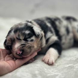 Australian Shepherd, Border Collie, Miniature American Shepherd, Miniature Australian Shepherd, and Toy Australian Shepherd Puppies from Aloe Aussies