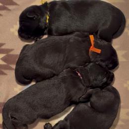 Girl 1 - Black and red female German Shepherd puppy in Valley Springs, South Dakota from Von Pasch German Shepherds