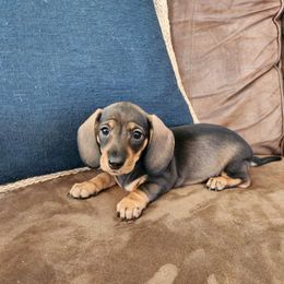 Lainey - Dachshund puppy from Lazy K&M Dachshunds