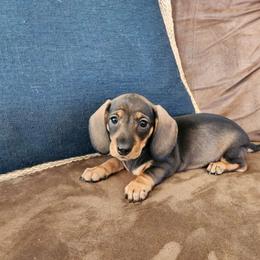Lainey - Dachshund puppy from Lazy K&M Dachshunds