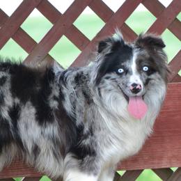 Miniature Australian Shepherds and Toy Australian Shepherds from Aiken Switch Aussies