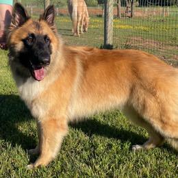German Shepherd puppies from Clear Ridge German Shepherds