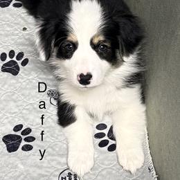 Daffy - White and black male Pembroke Welsh Corgi puppy in Granville, New York from Windy Mountain Kennels