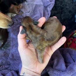 Border Collie and Dachshund Puppies from Chappell Stables