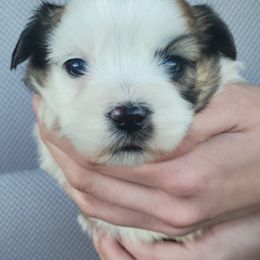 Rosa - Brown and white female Shichon puppy in Limestone, Tennessee from Pilot Hill Teddy Bear Puppies