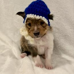 SUPERMAN - Sable & white male Toy Shetland Sheepdog puppy in Livonia, Michigan from M7’s Shelties, Toonies & AussieDoodles