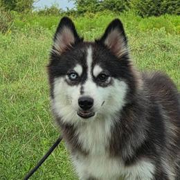Everest - Black and white female Pomsky puppy in Perkins, Oklahoma from A-Dream Pomsky Kennel